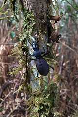Carabidae: Pterostichinae, Eudromus striaticollis