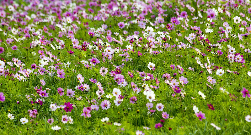 Wild Meadow flowers field<br/>© <a href="https://flickr.com/people/37429421@N05" target="_blank" rel="nofollow">37429421@N05</a> (<a href="https://flickr.com/photo.gne?id=45232215685" target="_blank" rel="nofollow">Flickr</a>)