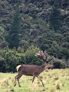 New Zealand Trophy Red Stag Hunting - Kaikoura 34