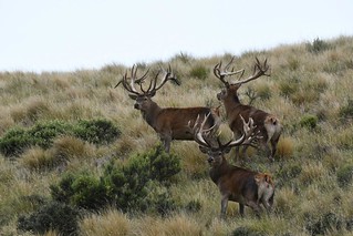 New Zealand Trophy Red Stag Hunting - Kaikoura 31