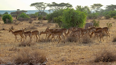 Samburu National Park, Kenya