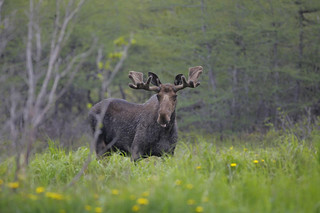 Newfoundland Caribou and Moose Hunting 10