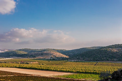 Emek-Haela, Israel.