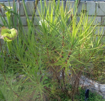 Byblis liniflora Kew 15-9-06