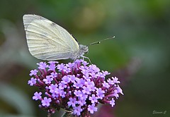 Small White