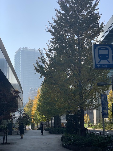 汐留駅からの銀杏並木が綺麗です！