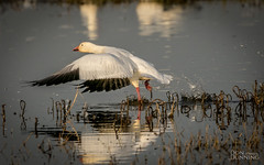 Lesser Snow Goose Takeoff (Anser caerulescens caerulescens)