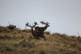 New Zealand Trophy Red Stag Hunting - Kaikoura 18