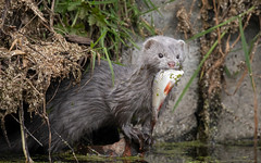 Mink with a fish (Tealham Moor)