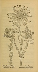Anglų lietuvių žodynas. Žodis chrysopsis villosa reiškia <li>chrysopsis villosa</li> lietuviškai.