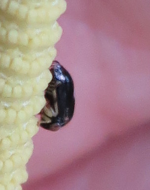 Membracidae on Piper; 20180225; PA-Colón-Gamboa