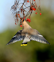 Bohemian Waxwing --- Bombycilla garrulus