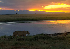 African Sunset, Amboseli National Park