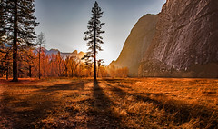 Yosemite Pine