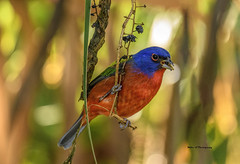 Painted bunting male