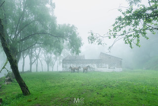Fog and horses