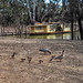 Echuca Ducks by the River
