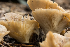 Mushroom | Paddenstoel