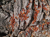 Firebugs (Pyrrhocoris apterus), Moryn