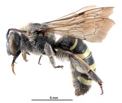 Anglų lietuvių žodynas. Žodis alkali bee reiškia šarminių bičių lietuviškai.